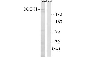 Western blot analysis of extracts from HeLa cells, using DOCK1 antibody. (DOCK1 anticorps  (C-Term))