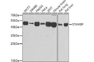 Western blot analysis of extracts of various cell lines using STAMBP Polyclonal Antibody at dilution of 1:1000. (STAMBP anticorps)