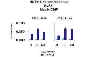 Quiescent human colon carcinoma HCT116 cultures were treated with 10% FBS for three time points (0, 15, 30min) or (0, 30, 60min) were used in Matrix-ChIP and real-time PCR assays at EGR1 gene (Exon1) and 15kb upstream site.