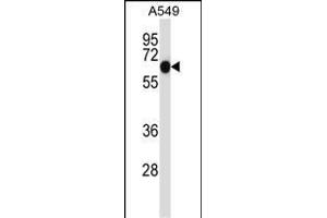 ALL2 Antibody (N-term) (ABIN657475 and ABIN2846503) western blot analysis in A549 cell line lysates (35 μg/lane).