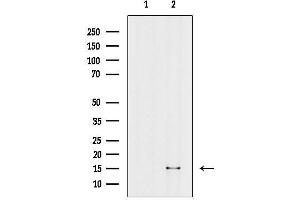 Western blot analysis of lysates from HepG2 cells(heat shock treatment), using Mono-Methyl-Histone H3 (Lys14)/H3K14me1 Antibody.