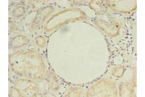 Immunohistochemistry of paraffin-embedded human kidney tissue using ABIN7164578 at dilution of 1:100