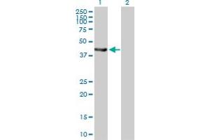 Western Blot analysis of EPHX1 expression in transfected 293T cell line by EPHX1 MaxPab polyclonal antibody. (EPHX1 anticorps  (AA 1-455))