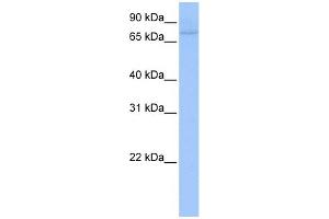 anti-Zinc Finger Protein 440 (ZNF440) (C-Term) antibody