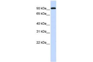 WB Suggested Anti-BRD3 Antibody Titration:  0. (BRD3 anticorps  (Middle Region))