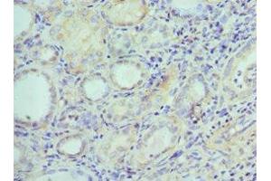 Immunohistochemistry of paraffin-embedded human kidney tissue using ABIN7151878 at dilution of 1:100 (Ephrin B2 anticorps  (AA 28-229))