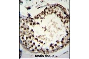 ASXL1 Antibody (Center) (ABIN655084 and ABIN2844718) immunohistochemistry analysis in formalin fixed and paraffin embedded human testis tissue followed by peroxidase conjugation of the secondary antibody and DAB staining.