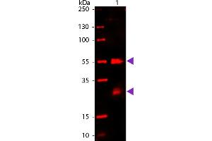 WB - Rat IgG (H&L) Antibody 680 Conjugated Western Blot of 680 conjugated Goat Anti-Rat IgG secondary antibody. (Chèvre anti-Rat IgG (Heavy & Light Chain) Anticorps (DyLight 680) - Preadsorbed)