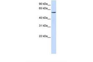 Image no. 1 for anti-Zinc Finger Protein 358 (ZNF358) (C-Term) antibody (ABIN6739065) (ZNF358 anticorps  (C-Term))