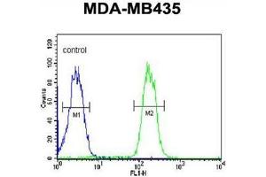 ABCC3 Antibody (Center) flow cytometric analysis of MDA-MB435 cells (right histogram) compared to a negative control cell (left histogram).