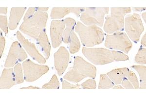 Detection of BMP2 in Mouse Skeletal muscle Tissue using Polyclonal Antibody to Bone Morphogenetic Protein 2 (BMP2)