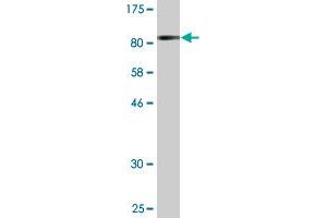 Western Blot detection against Immunogen (81.