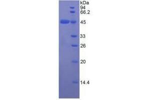 SDS-PAGE analysis of Rat Apolipoprotein E Protein. (APOE Protéine)