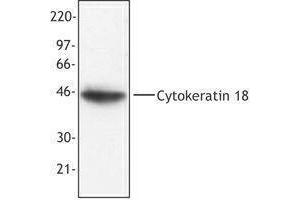 Western Blotting (WB) image for anti-Keratin 18 (KRT18) antibody (ABIN2664918) (Cytokeratin 18 anticorps)