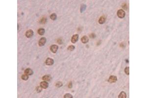 IHC-P analysis of Rat Tissue, with DAB staining. (NR4A3 anticorps  (AA 29-145))