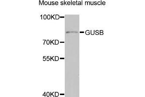Western blot analysis of extracts of mouse skeletal muscle, using GUSB antibody (ABIN2562978) at 1:1000 dilution.