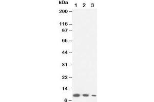 Western blot testing of Lymphotactin antibody and Lane 1:  recombinant mouse protein 10ng;  2: 5ng;  3: 2. (XCL1 anticorps  (C-Term))