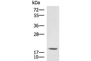 Western blot analysis of RAW264. (MRPL20 anticorps)