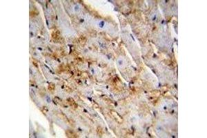 ALDH1L2 antibody immunohistochemistry analysis in formalin fixed and paraffin embedded mouse heart tissue. (ALDH1L2 anticorps  (AA 743-772))