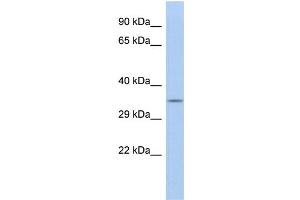 WB Suggested Anti-CALB2 Antibody Titration: 0.