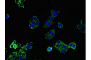 Immunofluorescent analysis of HepG2 cells using ABIN7158744 at dilution of 1:100 and Alexa Fluor 488-congugated AffiniPure Goat Anti-Rabbit IgG(H+L)