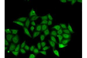 Immunofluorescence analysis of A549 cells using IRF8 antibody (ABIN6290501). (IRF8 anticorps)
