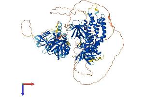 AlphaFold protein structure predicition of Mouse Recombinant Farp2 Protein, UniprotID Q91VS8