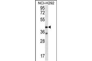 Western blot analysis in NCI-H292 cell line lysates (35ug/lane). (F2RL2 anticorps  (N-Term))