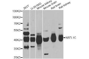 Western blot analysis of extracts of various cell lines, using NSFL1C antibody (ABIN5974024) at 1/1000 dilution. (NSFL1C anticorps)