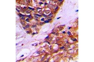 anti-Peroxisomal Biogenesis Factor 10 (PEX10) antibody