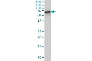 HDAC1 monoclonal antibody (M14), clone 5C11 Western Blot analysis of HDAC1 expression in Hela S3 NE .