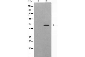 Western blot analysis on 293 cell lysate using SKP2/p45 Antibody,The lane on the left is treated with the antigen-specific peptide. (SKP2 anticorps  (C-Term))