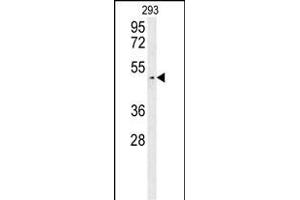 LUZP4 Antikörper  (N-Term)