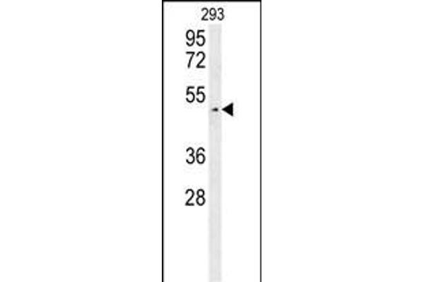 LUZP4 Antikörper  (N-Term)