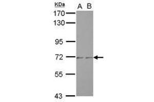 Image no. 1 for anti-Zinc Finger Protein 248 (ZNF248) (AA 1-197) antibody (ABIN1501831)