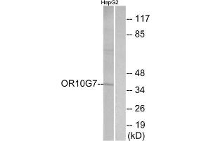 Western blot analysis of extracts from HepG2 cells, using OR10G7 antibody. (OR10G7 anticorps  (C-Term))