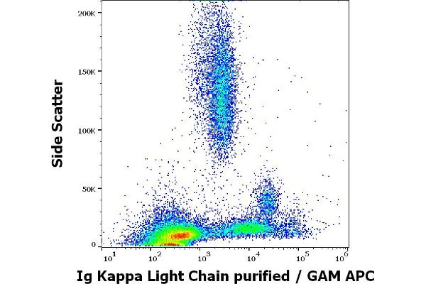 kappa Light Chain anticorps