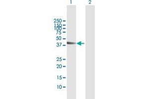 Western Blot analysis of CANT1 expression in transfected 293T cell line by CANT1 MaxPab polyclonal antibody.