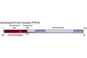 Image no. 3 for anti-Protein tyrosine Phosphatase, Non-Receptor Type 11 (PTPN11) (AA 1-177) antibody (ABIN968069) (PTPN11 anticorps  (AA 1-177))