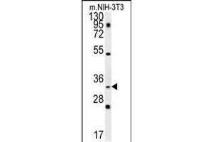 Western blot analysis in mouse NIH-3T3 cell line lysates (35ug/lane). (ENKUR anticorps  (AA 109-137))