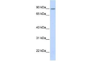 WB Suggested Anti-ZNF408 Antibody Titration:  0. (ZNF408 anticorps  (Middle Region))
