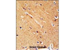 ANKFY1 Antibody immunohistochemistry analysis in formalin fixed and paraffin embedded human brain tissue followed by peroxidase conjugation of the secondary antibody and DAB staining.