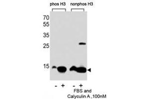 Western blot analysis of extracts from HeLa cells, untreated or treated with FBS + Calyculin A (100nM), using phospho-Histone H3 antibody (left) or nonphos Ab (right).