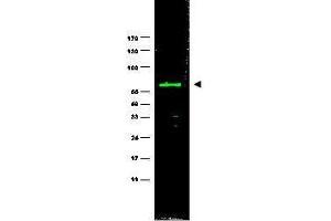 Western blot using  monoclonal anti-HEF1 antibody (clone 2G9) antibody shows detection of a 115 kDa band corresponding to HEF1 in MCF7 lysate (arrowhead).