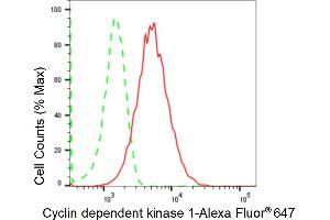 Flow cytometric analysis of Cyclin dependent kinase 1 expression in HepG2 cells using Cyclin dependent kinase 1 antibody (ABIN7798205), 1:2,000). (Recombinant CDK1 anticorps)