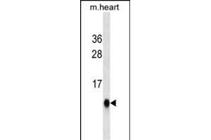 UBL5 Antibody ABIN1539867 western blot analysis in mouse heart tissue lysates (35 μg/lane). (UBL5 anticorps)