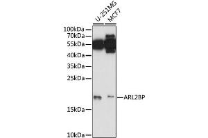 Western blot analysis of extracts of various cell lines, using ARL2BP antibody (ABIN6292618) at 1:1000 dilution. (ARL2BP anticorps)