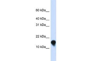 WB Suggested Anti-FXYD1 Antibody Titration:  0. (FXYD1 anticorps  (N-Term))