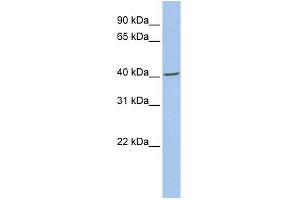 WB Suggested Anti-FMOD Antibody Titration: 0. (Fibromodulin anticorps  (N-Term))