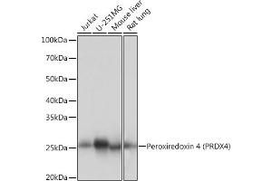 Western blot analysis of extracts of various cell lines, using Peroxiredoxin 4 (PRDX4) (PRDX4) Rabbit mAb (ABIN7269238) at 1:1000 dilution. (Peroxiredoxin 4 anticorps)
